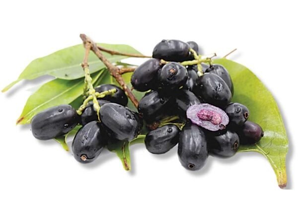 Jamun Pakistan