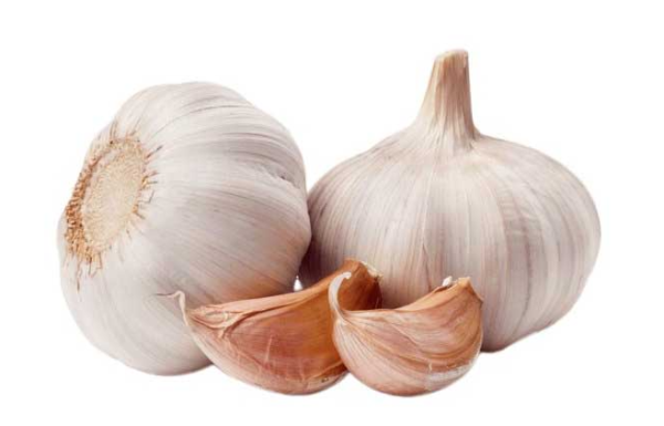 Garlic